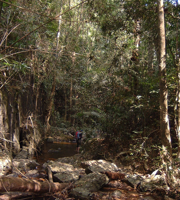 A jungle trek in Khao Yai national park