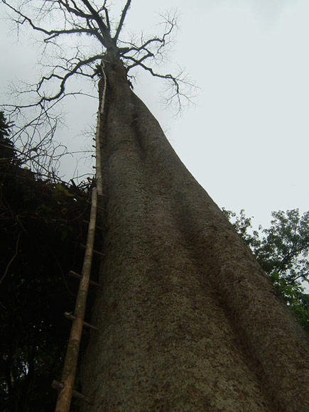 Climb to the sky - wild honey collector's ladder