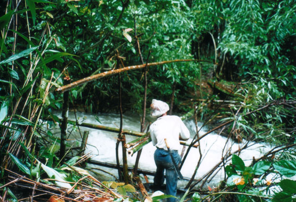 Constructing a temporary bamboo bridge to cross a stream