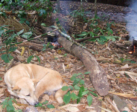 A dog on Phu Toei to Huay Kha Khaeng hike