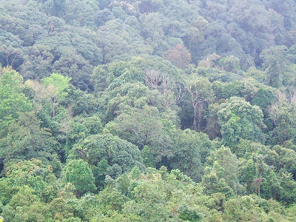 Trees of Doi Phu Kha forest