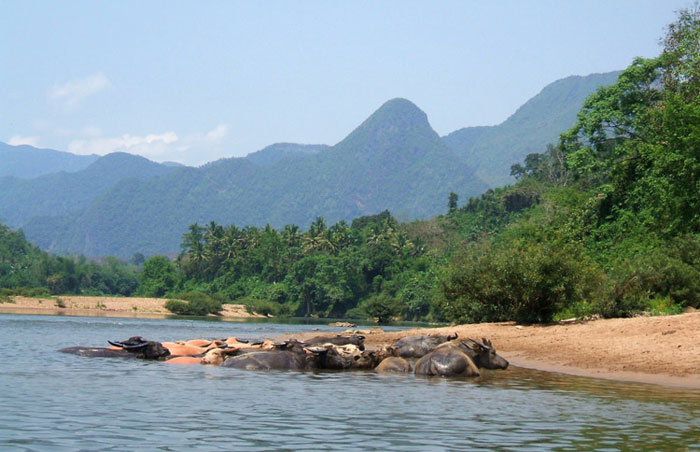 Buffalos in Nam Ou river, Laos