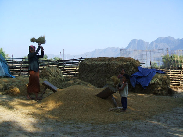 Paddy threshing in a village, Hinboun river, Laos