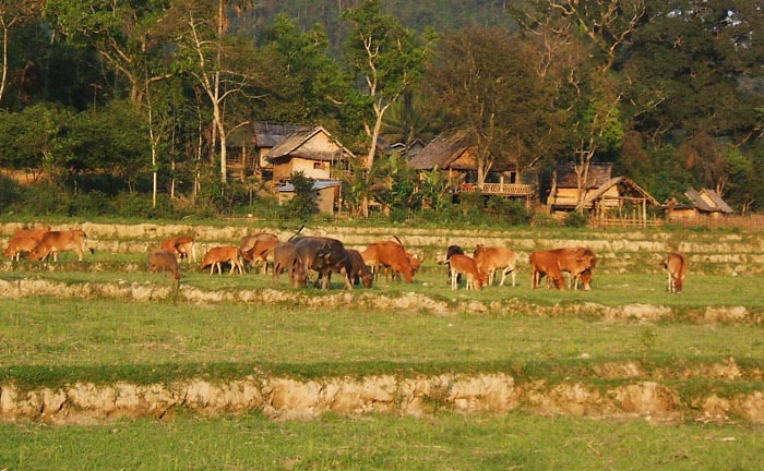 Afternoon view of paddy, cattle grazing and the village