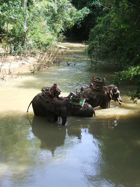Elephants from Ban Platha waiting for tourists at Ban Kotha